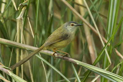 Prinia panciagialla