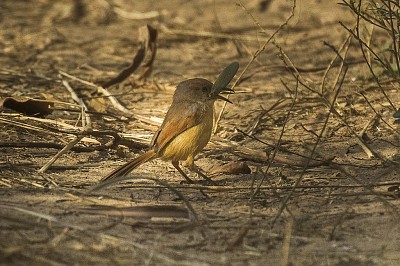 פאזל של Prinia red winged