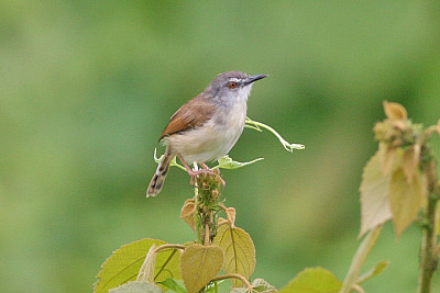 Prinia rufescens jigsaw puzzle