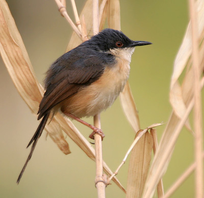 Prinia socialis jigsaw puzzle