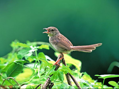 פאזל של Prinia striata