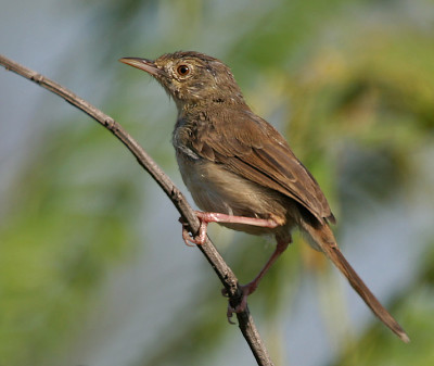 Prinia sylvatica jigsaw puzzle