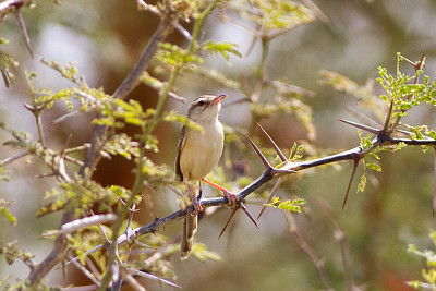 Prinia di fiume