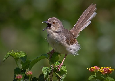 פאזל של Prinia della jungle