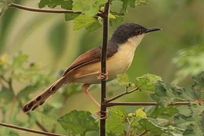 Prinia cenerina