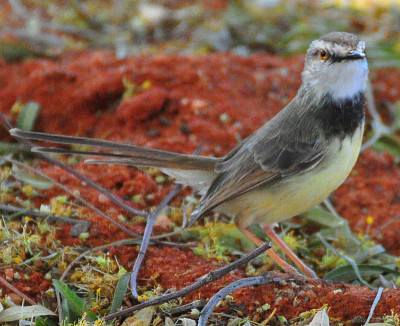 Prinia pettonero