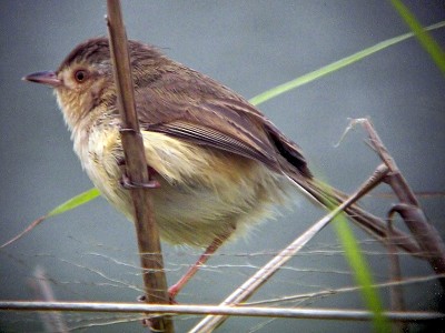 Prinia disadorna jigsaw puzzle