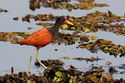 Jacana jacana