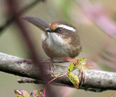 Fulvetta caporuggine