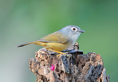 Fulvetta guancegrigie jigsaw puzzle