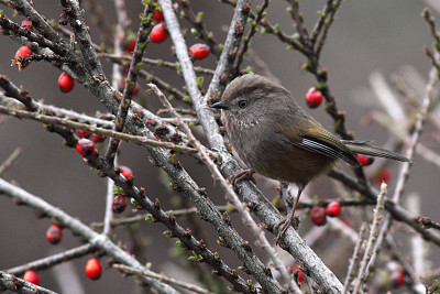 Fulvetta di manipur jigsaw puzzle