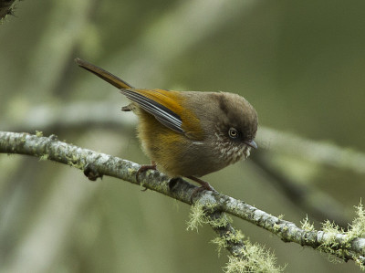 Fulvetta di taiwan