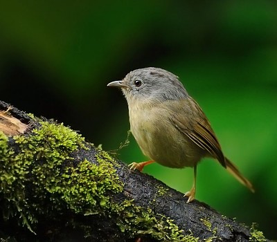 פאזל של Fulvetta yunnan