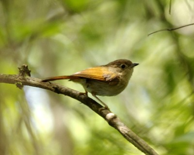 Fulvetta javan