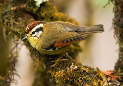 Fulvetta dalle ali rufous