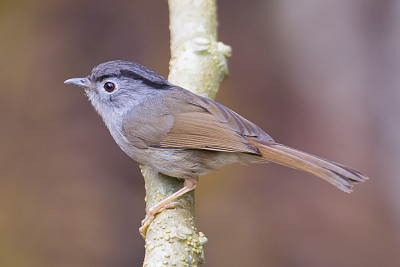 Fulvetta di montagna