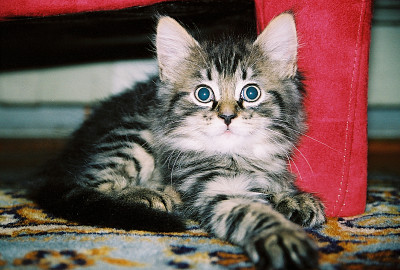 פאזל של Maine Coon Kitten
