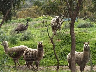 פאזל של mustering