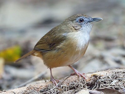 Fulvetta marrone