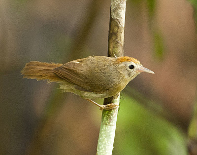 Stachyris rodolphei