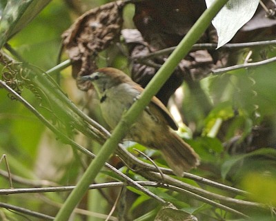 פאזל של Stachyris melanothorax