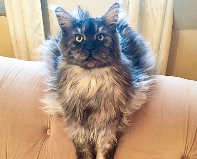 Jacks Bear the Maine Coon