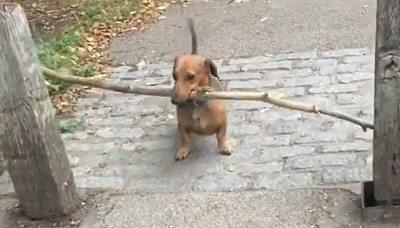 Big Stick Dachshund