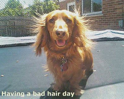 Bad Hair Dachshund