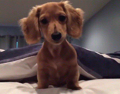 Young Dachshund