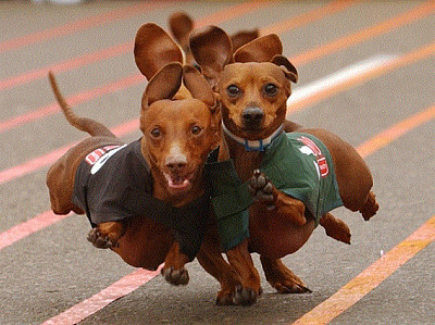 Hot Dog Racing