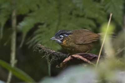 Stachyris nigriceps