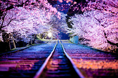 פאזל של Voie ferrÃ©e et cerisier, Japon