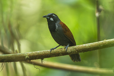 Stachyris nigricollis