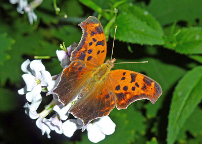 פאזל של Polygonia interrogationis