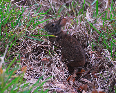 Sylvilagus palustris