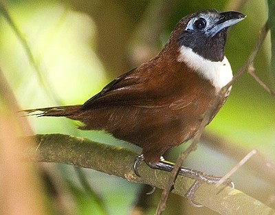 Stachyris thoracica