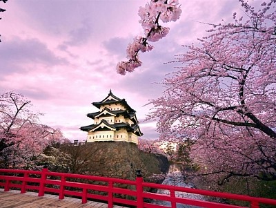 Temple et cerisier, Japon