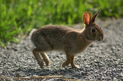 Sylvilagus transitionalis