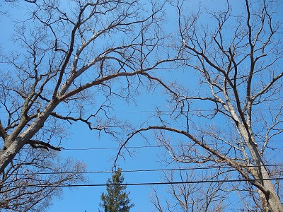 פאזל של Tree branches in Indiana