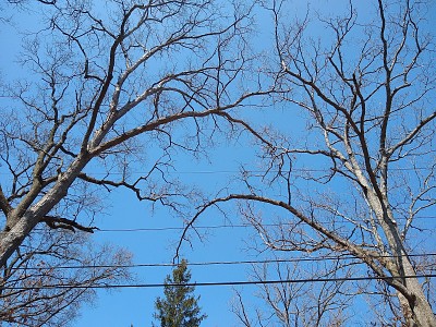 Tree branches in Indiana jigsaw puzzle