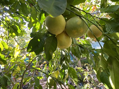 Fruit jigsaw puzzle