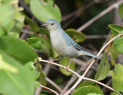 פאזל של Conibecco bicolore