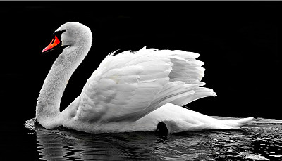 Cisne blanco jigsaw puzzle