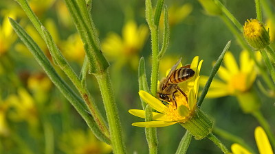 Abeja