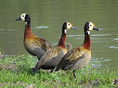 Patos SirirÃ­ Pampa