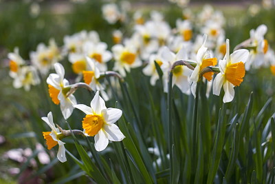 Jonquilles jigsaw puzzle