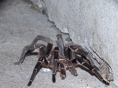 AraÃ±a Pollito