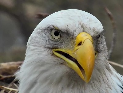 Bald Eagle jigsaw puzzle