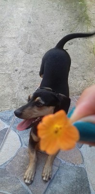 animal, cachorro, flor