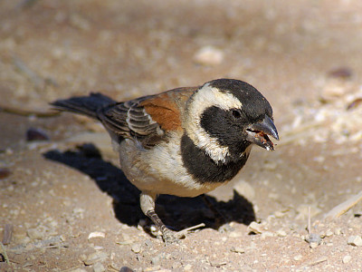 Passero del capo